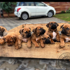 Puppies with 39 Days. Book now. Call