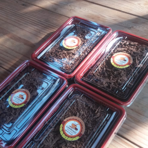 Pratinho brigadeirão Bolo de chocomint, com cobertura de calda de brigadeiro, e raspas de chocolate meio amargo.