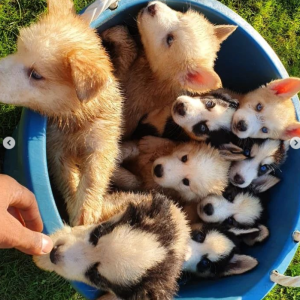 Loja de animais de estimação Breeding and selling guard dogs 🐾 We breed and love our dogs