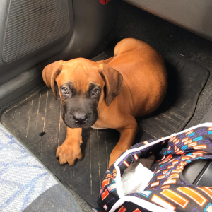 Criador de animais de estimação