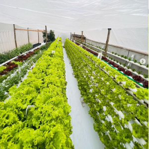 mercado do cultivo sem solo