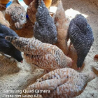 TEMOS GALINHA (SASSO) A VENDA(250MTS) CADA