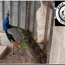 R.K PET SHOP MAPUTO / MOZAMBIQUE KAYAKWANGA