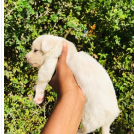 Maltês disponível Sexo: Fêmea Preço: 5500 Localização: Zona verde