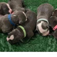 American Bully Blue Ninjas…