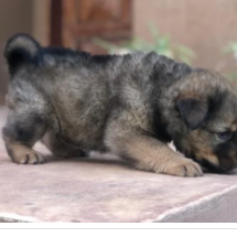 Sherped Chow(mix de Pastor Alemao e Chow Chow)