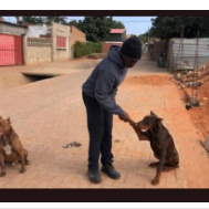 SERVIÇOS DE VETERINARIA