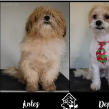 SERVIÇOS VETERINARIOS