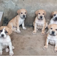 The Strong hood Kennel