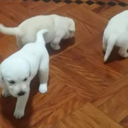 Disponível crias de labrador retriever_ Labrador retriever puppy’s available