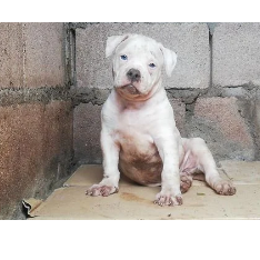 Duas fêmeas Raça :American Bulldog Cor