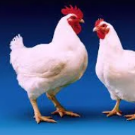 FRANGOS AGOSTINHO AMADEU WACHEIRO