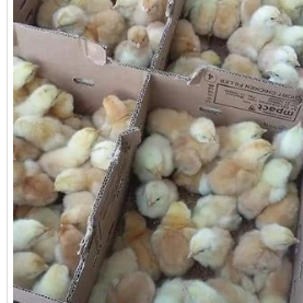 Pintos Poedeira da raça Sasso.