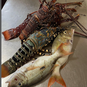 SERVIÇOS DE ALIMENTAÇÃO