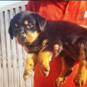 Filhotes de raça Rottweiler disponível para entrega imediata
