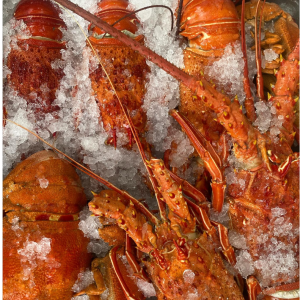 SERVIÇOS DE ALIMENTAÇÃO _ Lagosta