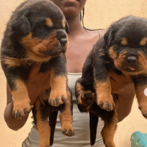 Filhotes de #ROTTWEILER machos, com apenas 16 dias, disponíveis para reservas preço de cada cria 300.000 kz