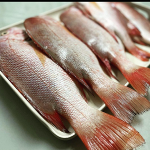 SERVIÇOS DE ALIMENTAÇÃO _ Peixe vermelho
