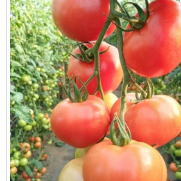 Quinta Hidroponica Moz, fazemos uso da tecnologia para alimentar pessoas com comida boa