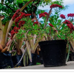 Faça já a sua encomenda. A melhor opção para o seu jardim é somente