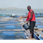 Precisa de um Estudo de mercado? Pretende adquirir materiais (Happas, redes, ração