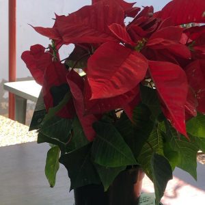 Bico de papagaio 🦜