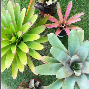 Bromélias! Com suas cores vibrantes