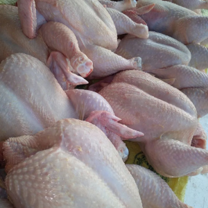 Frangos de 1.5kg a 300 mt