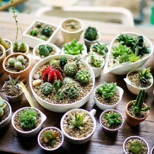 Plantas e Jardim
