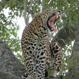 Day Tours to Kruger National Park now available